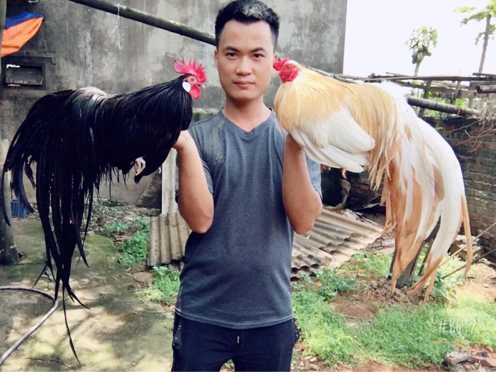 Trại gà tre Tân Châu tại bắc ninh Giới thiệu 9