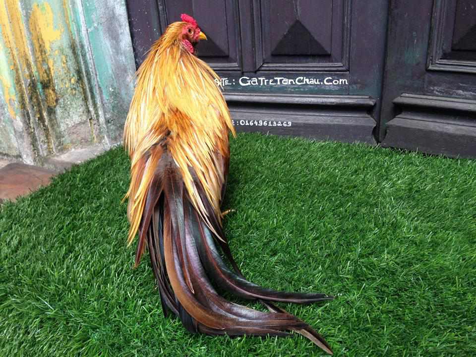 Trại gà tre Tân Châu tại bắc ninh chuyên cung cấp gà tre tân Châu thuần chủng lớn nhất việt nam với giá thành rẻ nhất cho anh em đam mê chơi gà tre cảnh