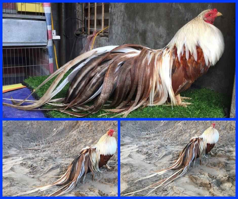 Trại gà tre Tân Châu tại bắc ninh chuyên Mua - Bán gà tre tân Châu thuần chủng lớn nhất việt nam với giá thành rẻ nhất cho anh em đam mê chơi gà tre cảnh