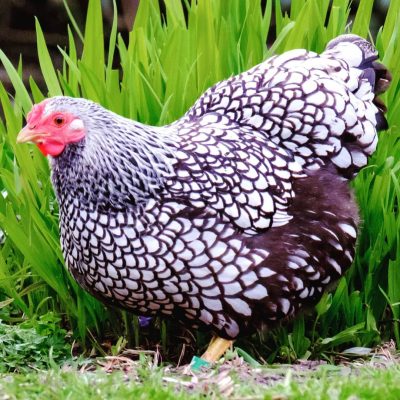 Gà Vảy Cá EU – Gà Vảy Cá Đít Bự 9 Gà Vảy cá đít bự đẹp