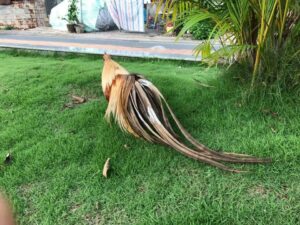 Cách Để Gà Có Bộ Lông Dài Và Bóng Mượt 8 gà tre tân châu đẹp