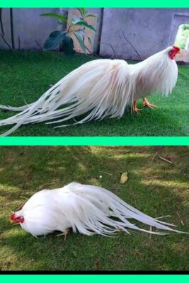 Cách Để Gà Có Bộ Lông Dài Và Bóng Mượt 9 Cách Để Gà Có Bộ Lông Dài Và Bóng Mượt 2