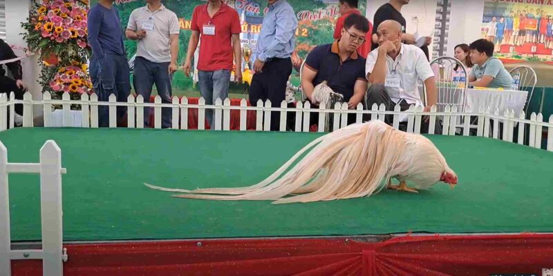 Cách Để Gà Có Bộ Lông Dài Và Bóng Mượt 4 Cách Để Gà Có Bộ Lông Dài Và Bóng Mượt 1