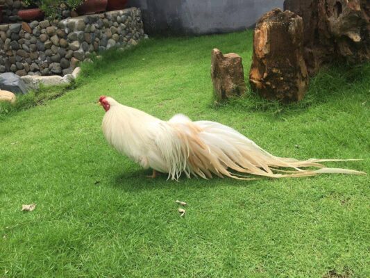 Cách Để Gà Có Bộ Lông Dài Và Bóng Mượt 7 gà tân châu đuôi dài