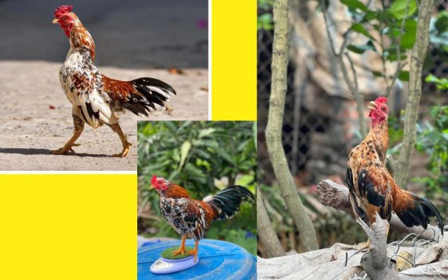 Gà Tre Bắc Cộc Bắc Tít 2024 11 Đam Mê gà tre bắc cộc bắc tít