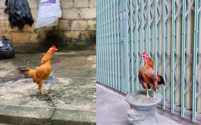Gà Tre Bắc Cộc Bắc Tít 2024 22 gà tre bắc cộc bắc tít