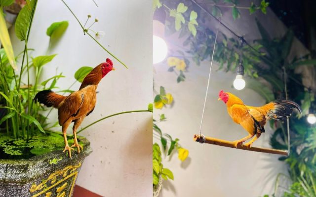 Gà Tre Bắc Cộc Bắc Tít 2024 8 Gà tre bắc cộc bắc tít đẹp 2024
