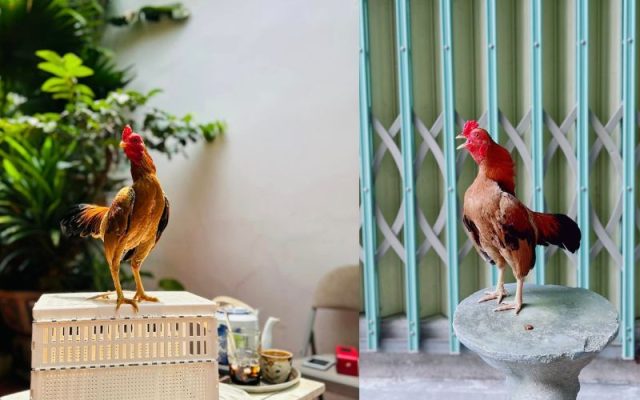 Gà Tre Bắc Cộc Bắc Tít 2024 23 gà tre bắc cộc bắc tít 2024