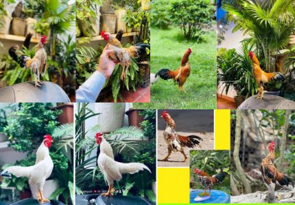 Gà Tre Bắc Cộc Bắc Tít 2024 2 gà tre bắc cộc bắc tít