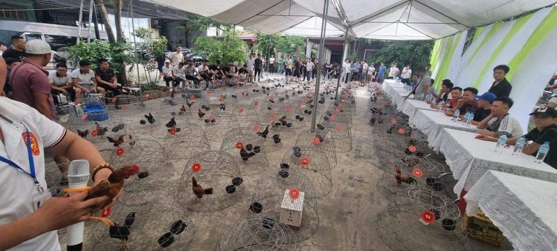 Gà Tre Bắc Cộc Bắc Tít 2024 14 Hội Thi Nét Đẹp Gà Tre Bắc Của Các Câu Lạc Bộ