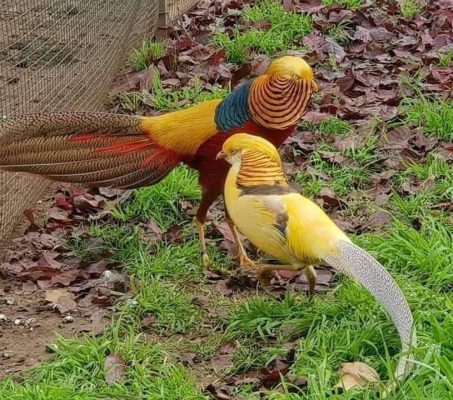 Mua Bán Chim Trĩ 7 Màu Giống Đẹp 30 Mua Bán Chim Trĩ 7 Màu Giống Đẹp 7
