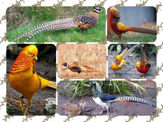 Mua Bán Chim Trĩ 7 Màu Giống Đẹp 4 Mua Bán Chim Trĩ 7 Màu Giống Đẹp