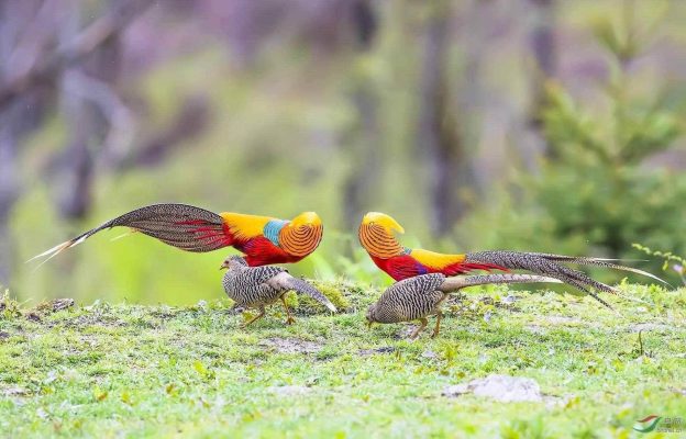 Mua Bán Chim Trĩ 7 Màu Giống Đẹp 13 Chim Trĩ 7 Màu đỏ