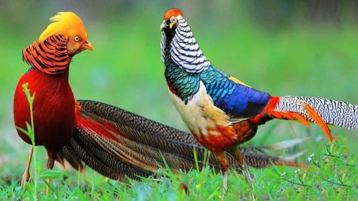 Mua Bán Chim Trĩ 7 Màu Giống Đẹp 3 Mua Bán Chim Trĩ 7 Màu Giống Đẹp