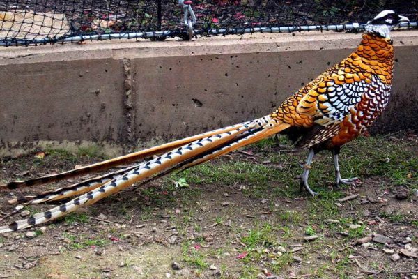Mua Bán Chim Trĩ 7 Màu Giống Đẹp 22 Chim Trĩ 7 Màu vân nam hoàng đế đẹp