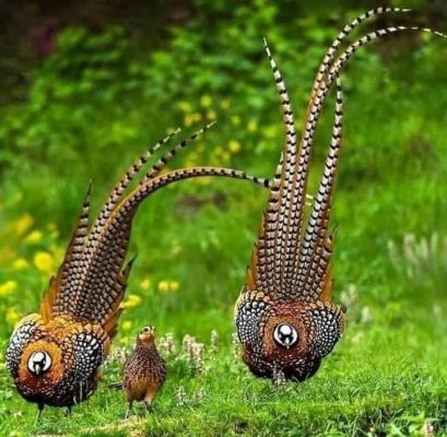 Mua Bán Chim Trĩ 7 Màu Giống Đẹp 20 Chim Trĩ 7 Màu vân nam hoàng đế