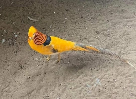 Mua Bán Chim Trĩ 7 Màu Giống Đẹp 15 Chim Trĩ 7 Màu vàng