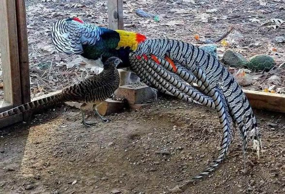 Mua Bán Chim Trĩ 7 Màu Giống Đẹp 11 Chim Trĩ 7 Màu xanh