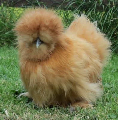 Gà Lông Lụa Silkie Đẹp 2024 8 Gà Silkie Đẹp 2024