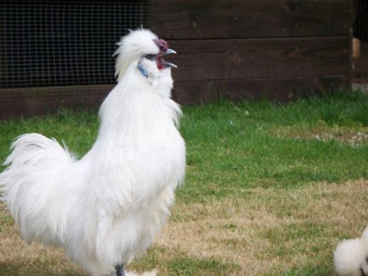 Gà Lông Lụa Silkie Đẹp 2024 10 Bán Gà Lông Lụa Silkie