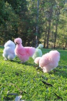 Gà Lông Lụa Silkie Đẹp 2024 3 Gà Lông Lụa Silkie