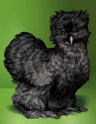 Gà Lông Lụa Silkie Đẹp 2024 6 Gà Silkie Đẹp