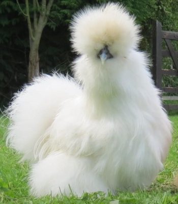 Gà Lông Lụa Silkie Đẹp 2024 4 Gà Lông Lụa Silkie