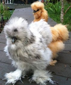 Gà Lông Lụa Silkie Đẹp 2024 2 Gà Lông Lụa Silkie