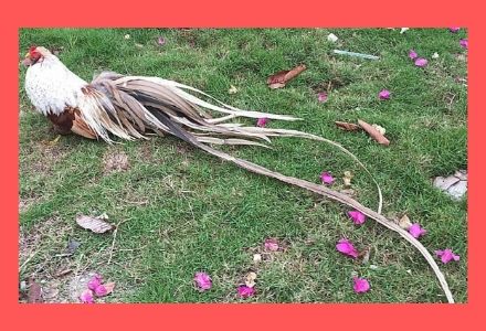 Cách Để Gà Có Bộ Lông Dài Và Bóng Mượt 3 Cách làm cho đuôi Gà dài