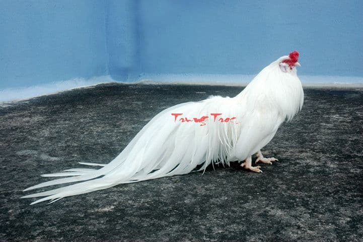 Trại gà tre Tân Châu tại bắc ninh Giới thiệu 1