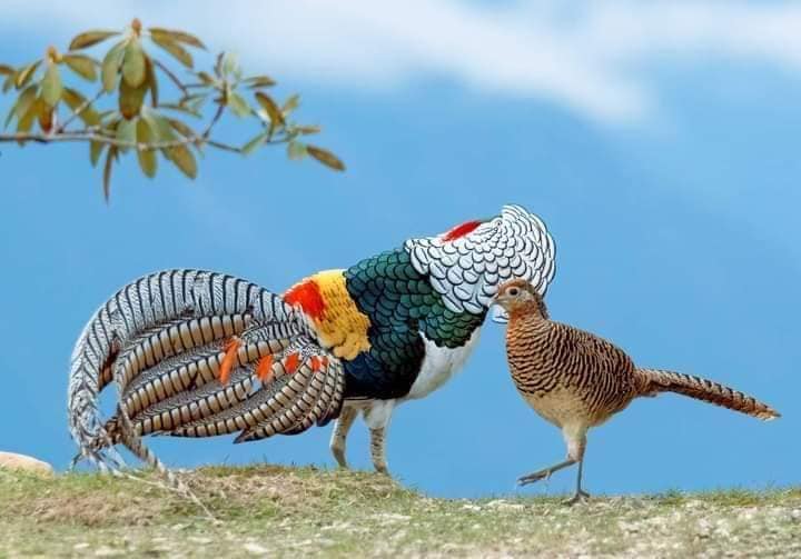 Mua Bán Chim Trĩ 7 Màu Giống Đẹp 9 Mua Bán Chim Trĩ 7 Màu Giống Đẹp